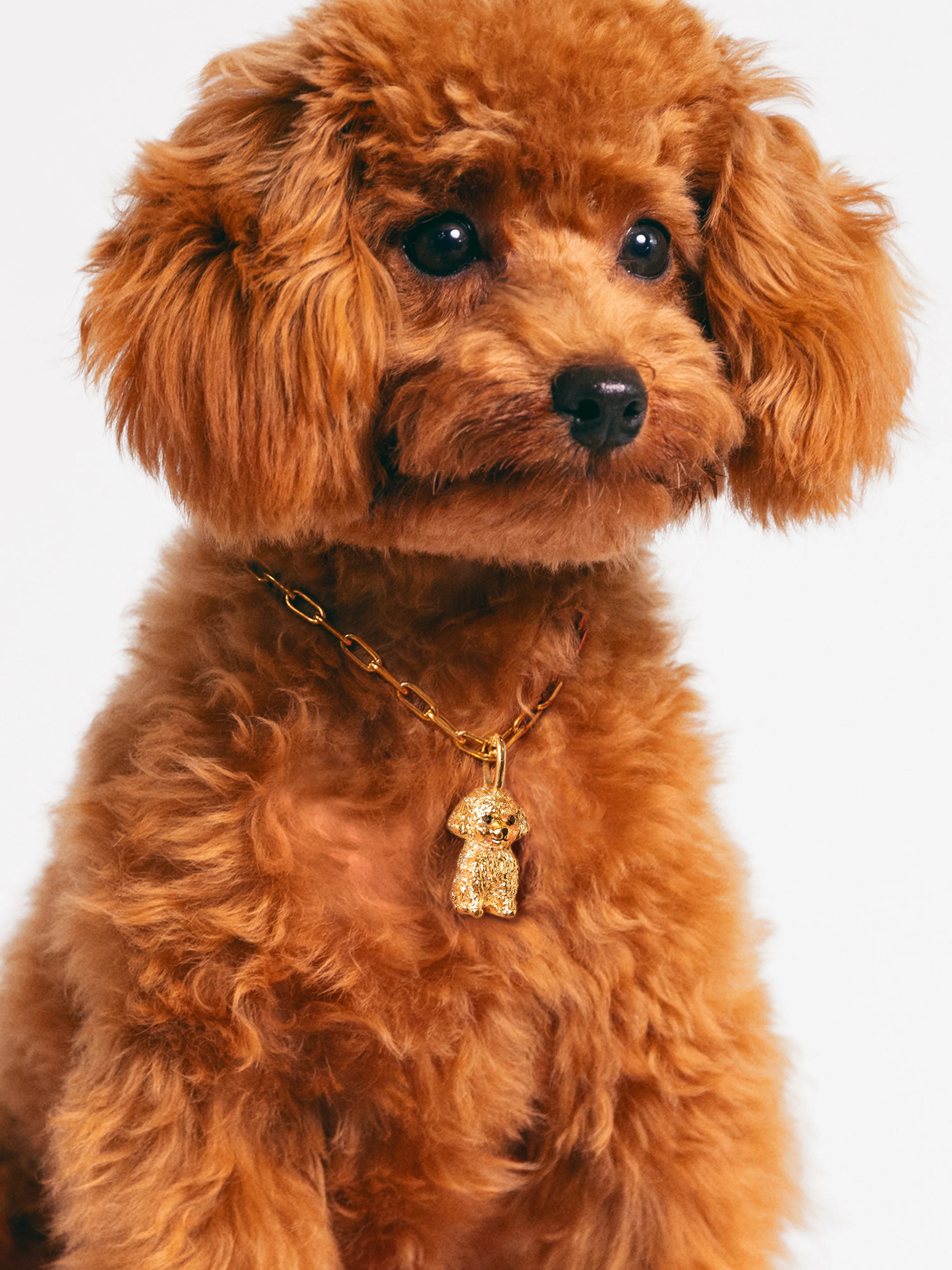 Charm Caniche Toy Baño Oro - Image 5